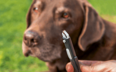 Understanding Lyme Disease and Tick Bites